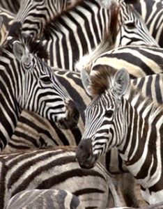 Blanc sur noir ou noir sur blanc ?